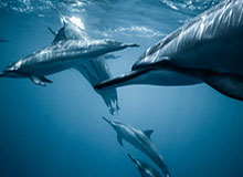 世界杯直播app下载-蔚山主帅：对国安有印象实力很强 期待2外援多进球